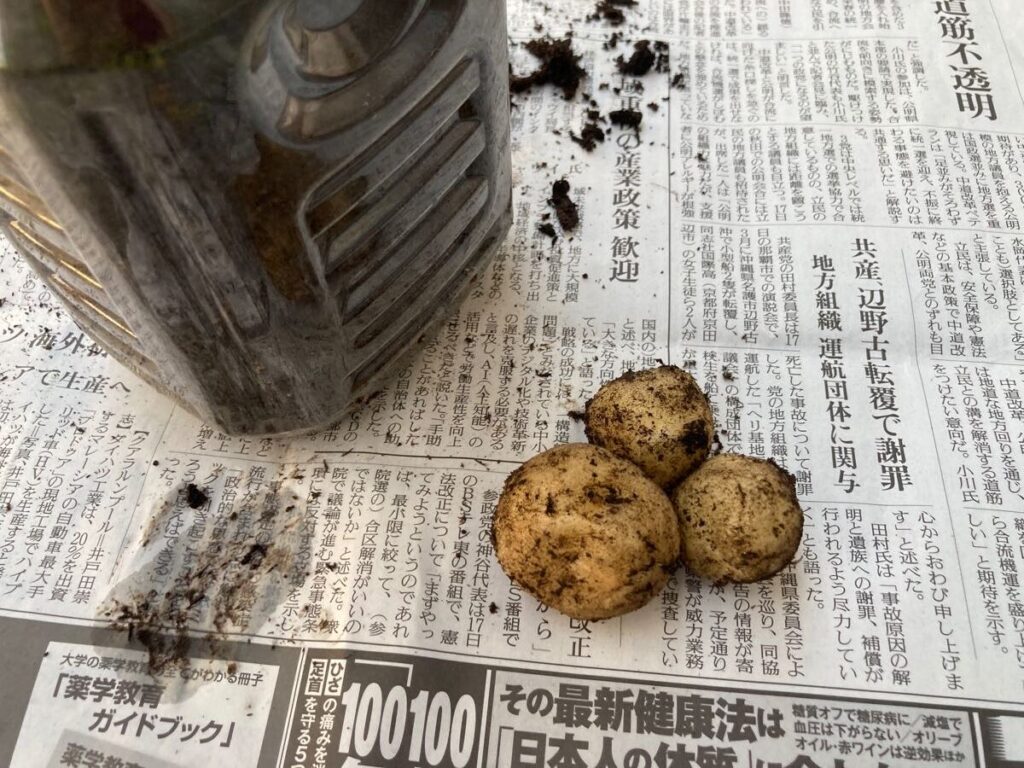 202606じゃがいもを栽培05